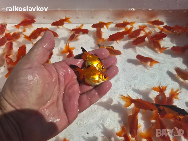 Златни рибки 1,30 евро., снимка 4 - Рибки - 56168054