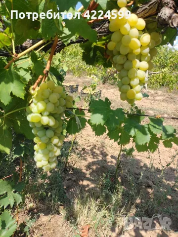 Продавам грозде- Брестовица , снимка 2 - Сортови семена и луковици - 55967284