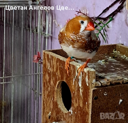 Продавам изложбени зеброви амадини , снимка 18 - Амадини - 46700240