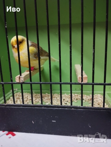 Глостери , снимка 6 - Канари - 53037062