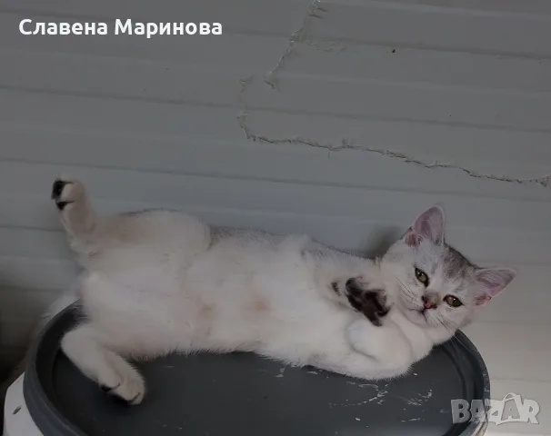 Шотландска сребърна чинчила, снимка 5 - Чинчили - 55784658