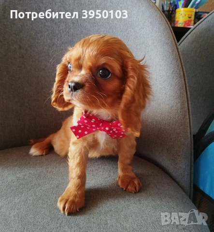 Кавалер Кинг Чарлз шпаньол, снимка 14 - Кавалер кинг чарлз шпаньол - 52918611