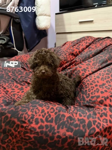 Пудел той , снимка 2 - Пудели - 54287725