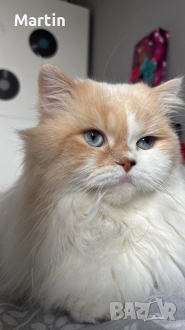 Уникален красив мъжки котарак Регдол (Ragdoll)  на 1 г. търси запознанство !