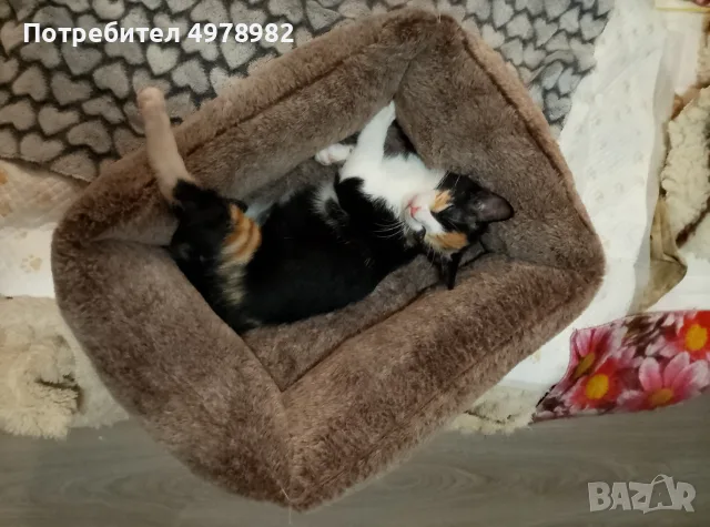 Подарявам малки котенца, снимка 5 - Други - 56507980