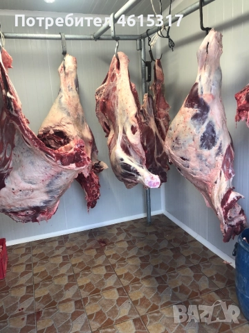 Продавам телета и телешко месо, снимка 5 - Крави - 51962404