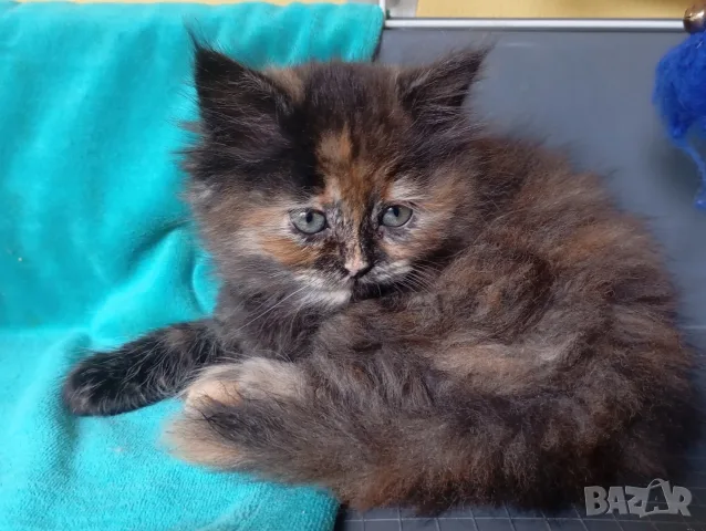 Пухкаво коте, момиче, 2м, сибирка, котенце, котка, костенуркова окраска