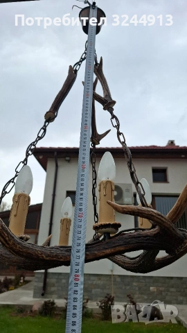 Красив полилей от еленски рога , снимка 9 - Полилеи - 54169100