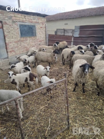 Продавам овце с техните малки, снимка 3 - Овце - 53940257