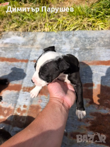 Малки потбулчета , снимка 6 - Питбул - 54251823