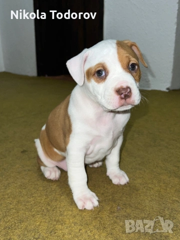 Питбулчета , снимка 2 - Питбул - 53228709