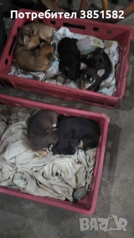 Пинчери и чихо-пинчери