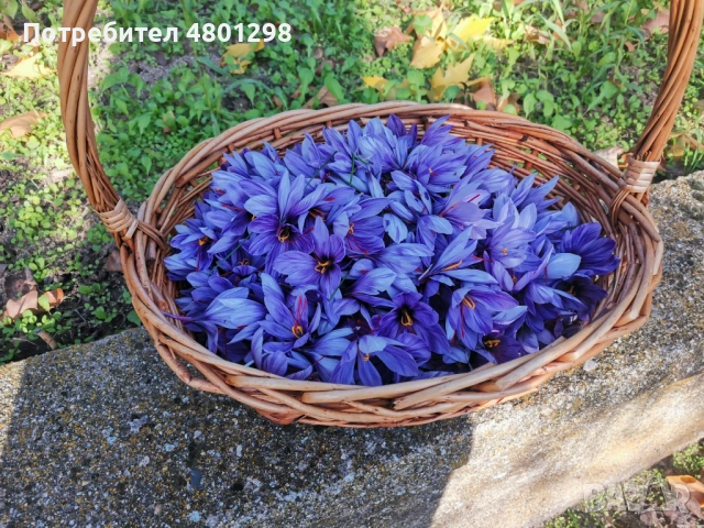 Шафран Био произход 