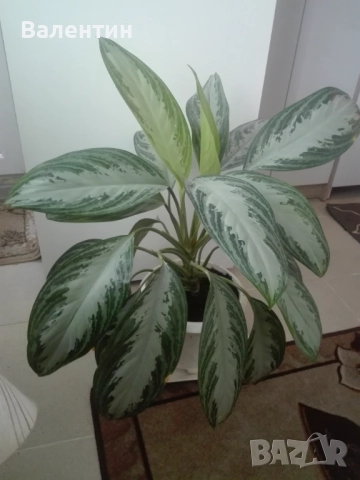 Аглаонема силвер