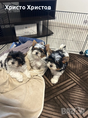 Бивер йоркширски териер, снимка 2 - Йоркширски териер - 54164009