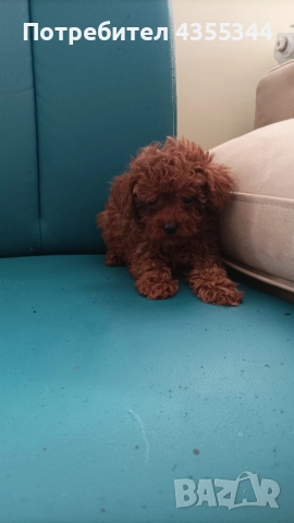 Той пудел, снимка 3 - Пудели - 52558284