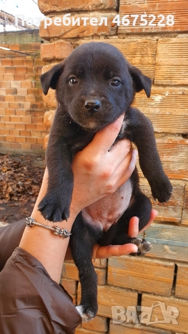 Подарявам кученца, снимка 2 - Други - 52798050