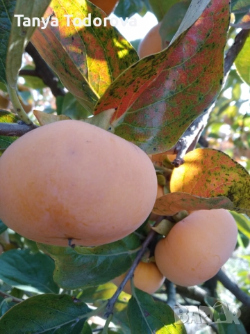 Продавам райска ябълка 