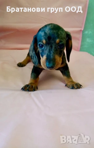 Мини Дакел блу мерле, снимка 4 - Дакели - 50458058