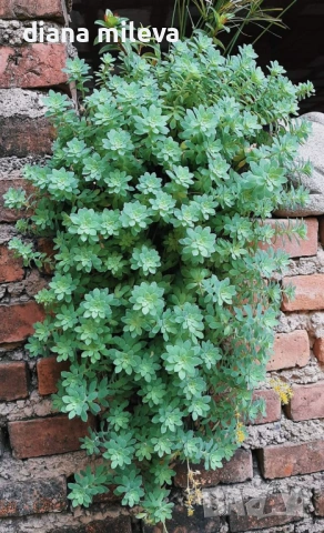 Седум палмери, Sedum palmeri, студоустойчив , снимка 4 - Градински цветя и растения - 53251451