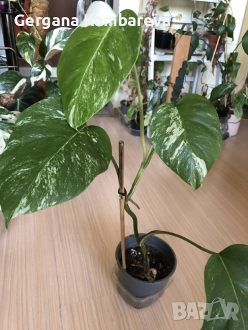 Monstera deliciosa Albo Variegata , снимка 2 - Стайни растения - 55938903