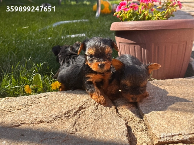 Мини йоркширски териери, снимка 1