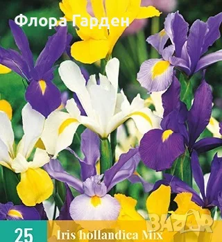 ЛУКОВИЦИ Ирис, Анемоне, Минзухар, Ранункулус, снимка 6 - Сортови семена и луковици - 56018945