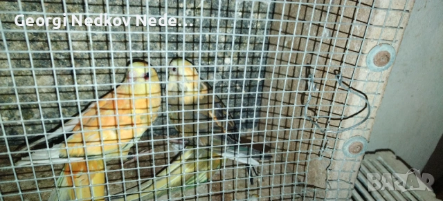 Продавам чифт пойни страки , снимка 3 - Папагали - 54114049