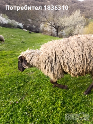 Шиле балканско, снимка 3 - Овце - 54174079