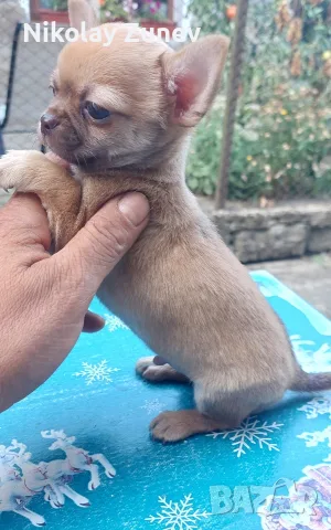 Чистокръвно Чихуахуа 