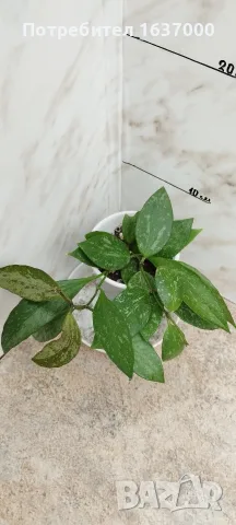 Хоя Gracilis, стайно растение 