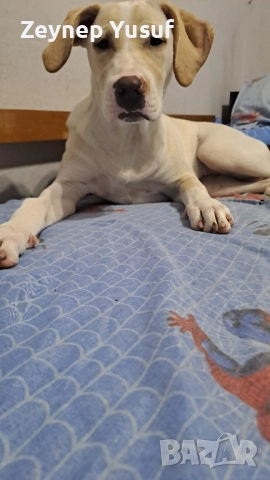 питбул лабрадор 