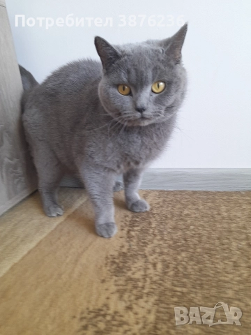 Британска късокосместа, снимка 2 - Британска късокосместа - 52788655