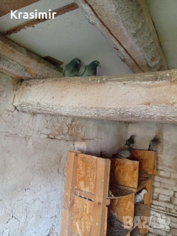 Продавам спортни гълъби