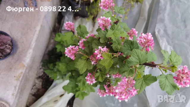 Касис кинг едуард, снимка 3 - Разсади - 49967884