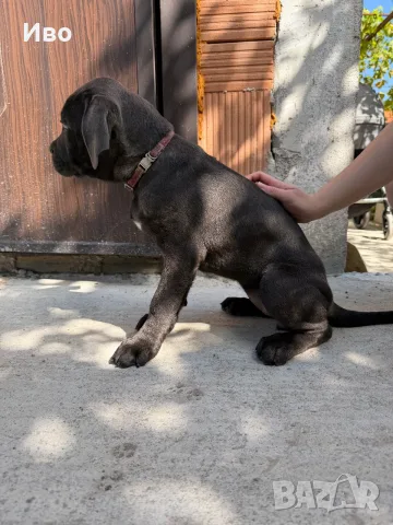 Продавам кученца Кане Корсо, снимка 9 - Кане корсо - 55949506