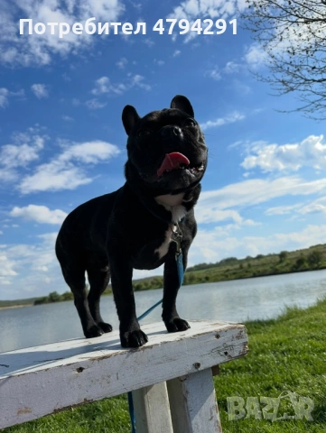 Мъжки Френски булдог търси дама