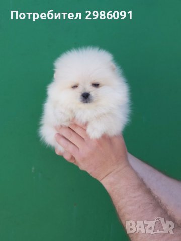 Мини померан женско, снимка 2 - Померан - 36829209