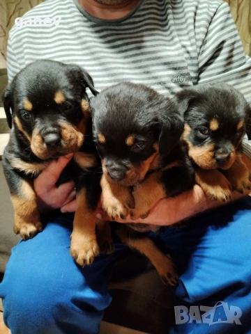 бебета ротвайлер 