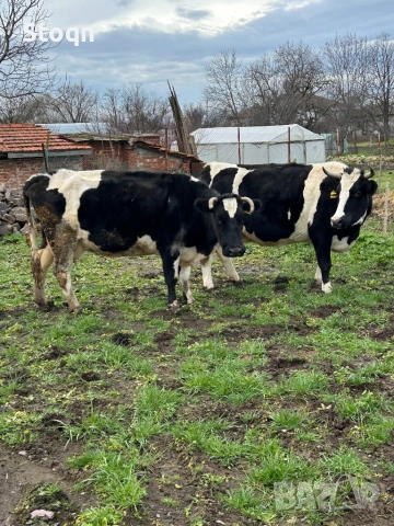Продавам 2 Крави , снимка 2 - Крави - 53053169