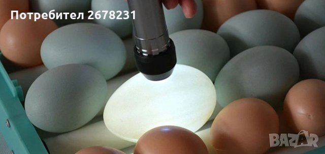 Тестер за яйца (Овоскоп) за инкубатор, снимка 4 - За птици - 30207542