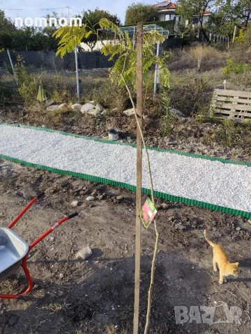 Дръвче Албиция albizia, снимка 2 - Градински цветя и растения - 56436709
