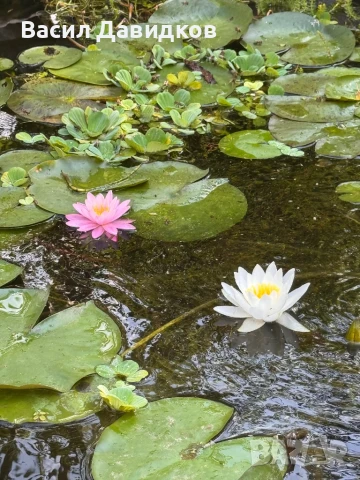 Растения за езеро ,лилии , предлагам и риби езерни 