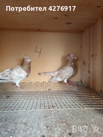 высоколетнии и выртлеви Гьльби 