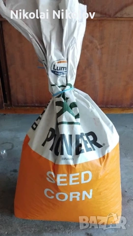 Царевица семе 