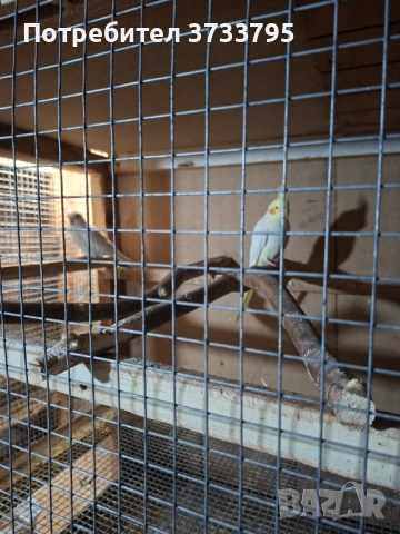 Чифт корели, снимка 6 - Папагали - 53296344