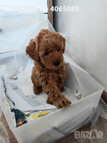  Мини пудел , снимка 10 - Пудели - 52898695