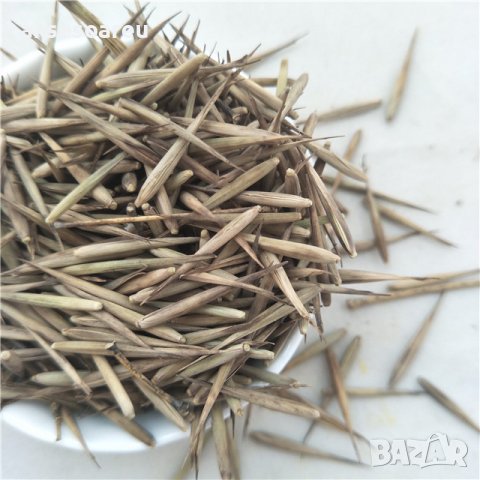 100 броя редки бамбукови семена зелен бамбук Moso-Bamboo мосо бамбо растение за декорация украса за , снимка 16 - Сортови семена и луковици - 37711335