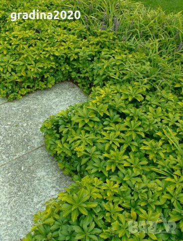 Pachysandra terminalis - Пахисандра, снимка 2 - Градински цветя и растения - 30390748