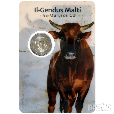 Малта 2 евро 2025 Местни малтийски видове - малтийски вол, снимка 2 - Нумизматика и бонистика - 53948221